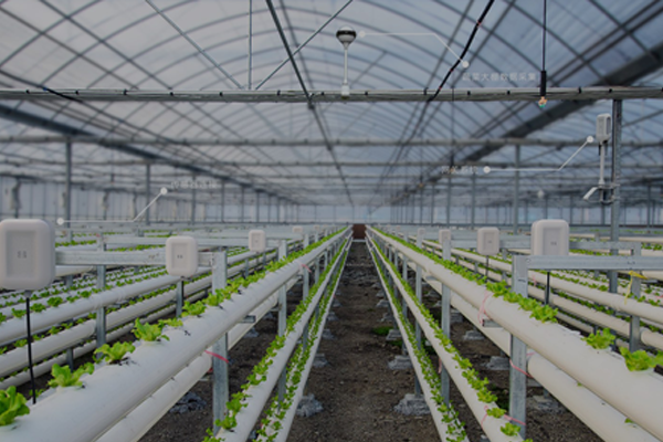 物(wù)聯網解決方案：智能農業大(dà)棚花卉綠植種植檢測系統